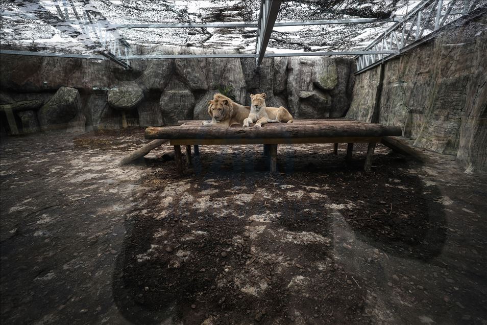 Aslan Park ziyaretçilerini bekliyor