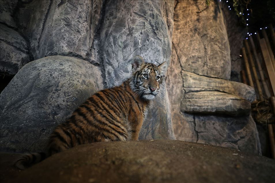 Aslan Park'ın yeni yavruları ziyaretçilerini bekliyor