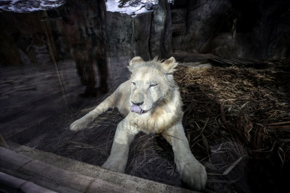 Aslan Park ziyaretçilerini bekliyor