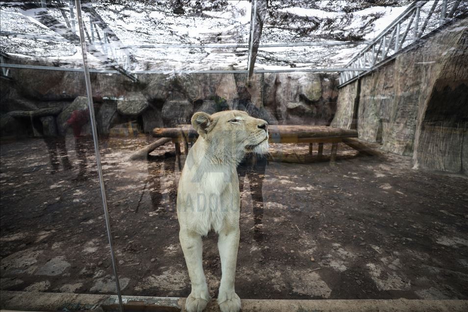Aslan Park ziyaretçilerini bekliyor