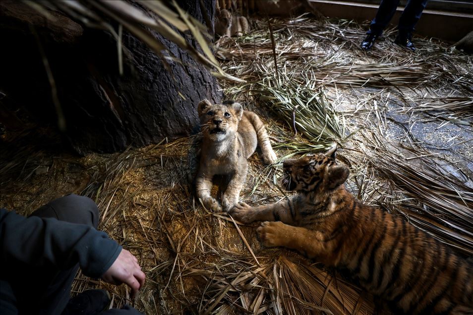 Aslan Park'ın yeni yavruları ziyaretçilerini bekliyor