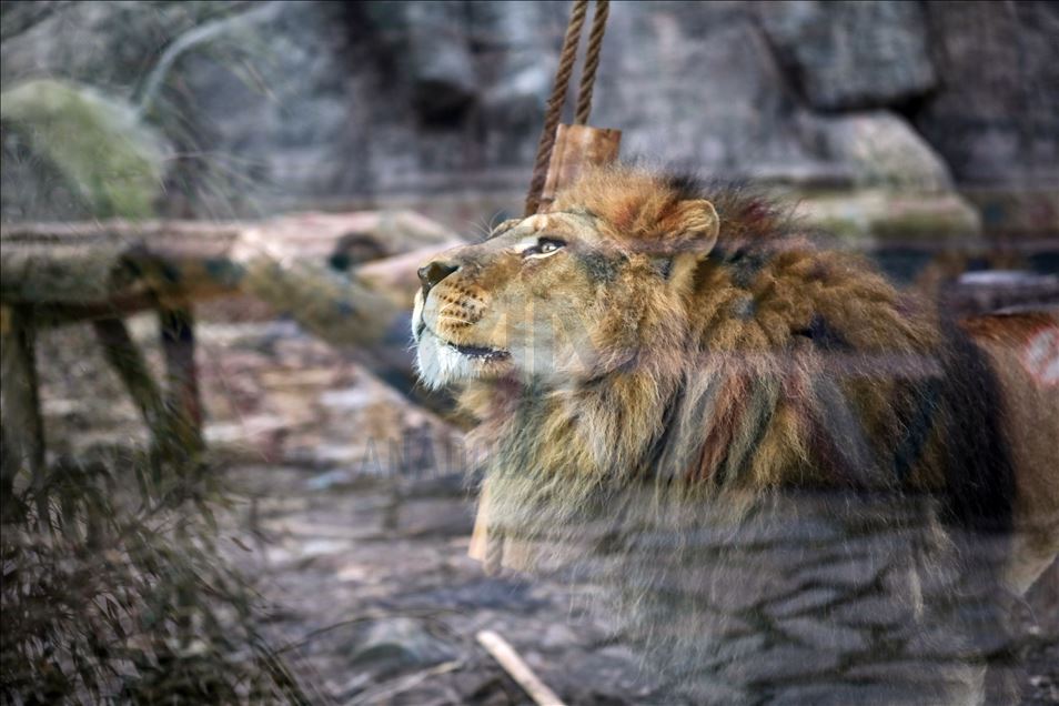 Aslan Park ziyaretçilerini bekliyor