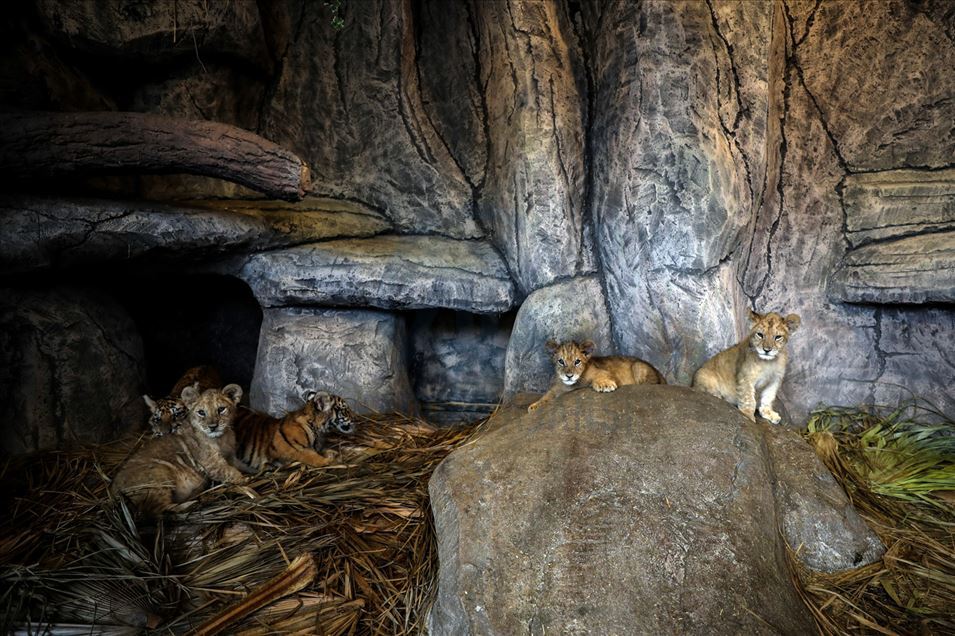 Cachorros de león y tigre de bengala atraen a visitantes en Estambul