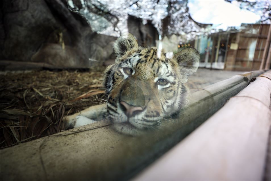 Aslan Park ziyaretçilerini bekliyor