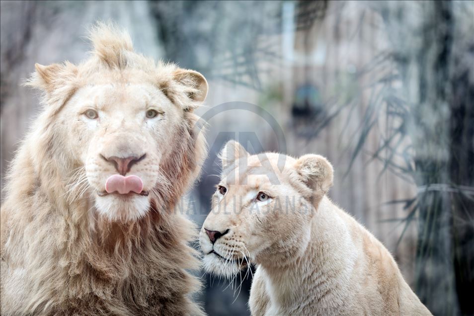 Lion Park in Istanbul