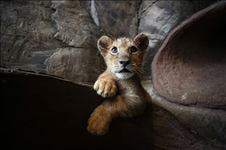 Cachorros de león y tigre de bengala atraen a visitantes en Estambul