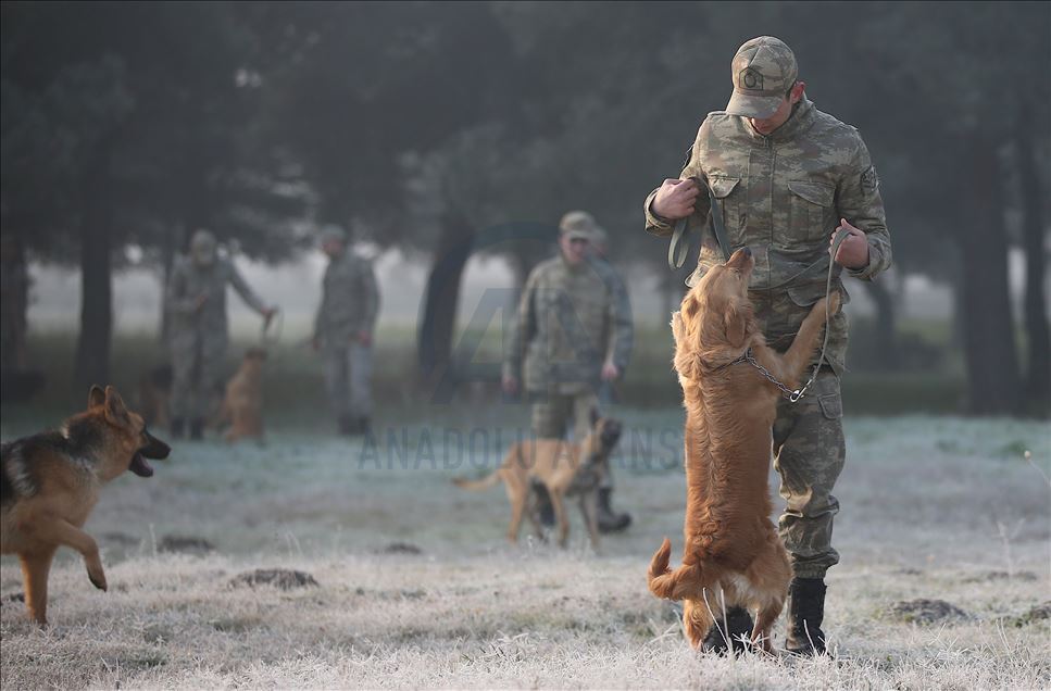 Turkish army trains dogs for military operations