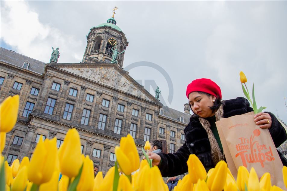 National Tulip Day in the Netherlands