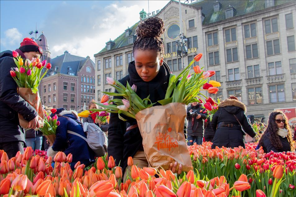 National Tulip Day in the Netherlands