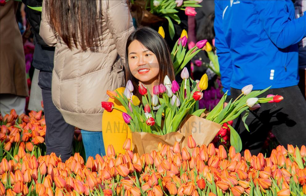 National Tulip Day in the Netherlands