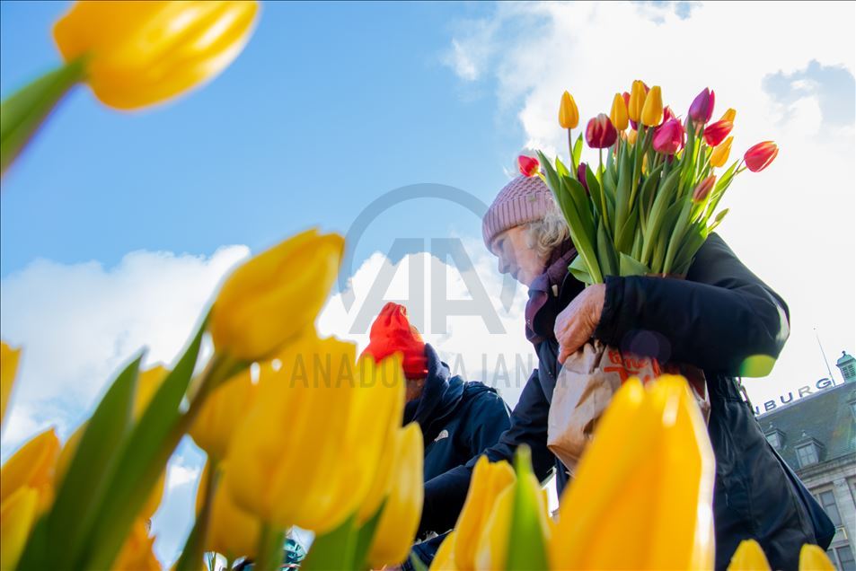 National Tulip Day in the Netherlands