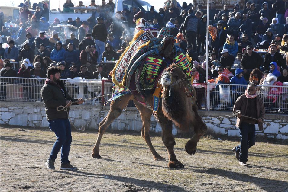 Muğla'daki deve güreşi festivaline yoğun ilgi