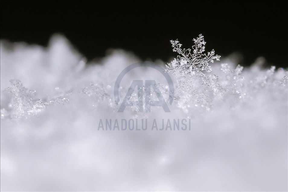 Various structures of snowflakes in Turkey's Van