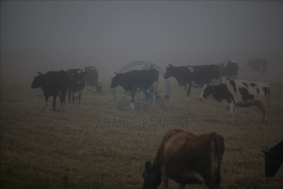 Fuertes neblinas heladas en el departamento de Boyacá, Colombia
