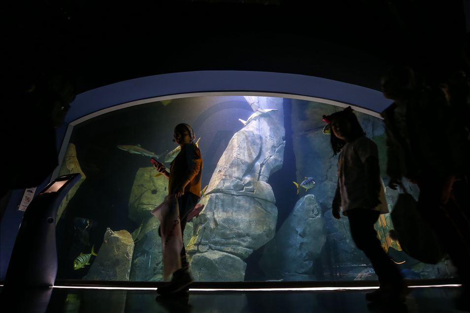 L’aquarium d'Istanbul connaît une forte affluence
