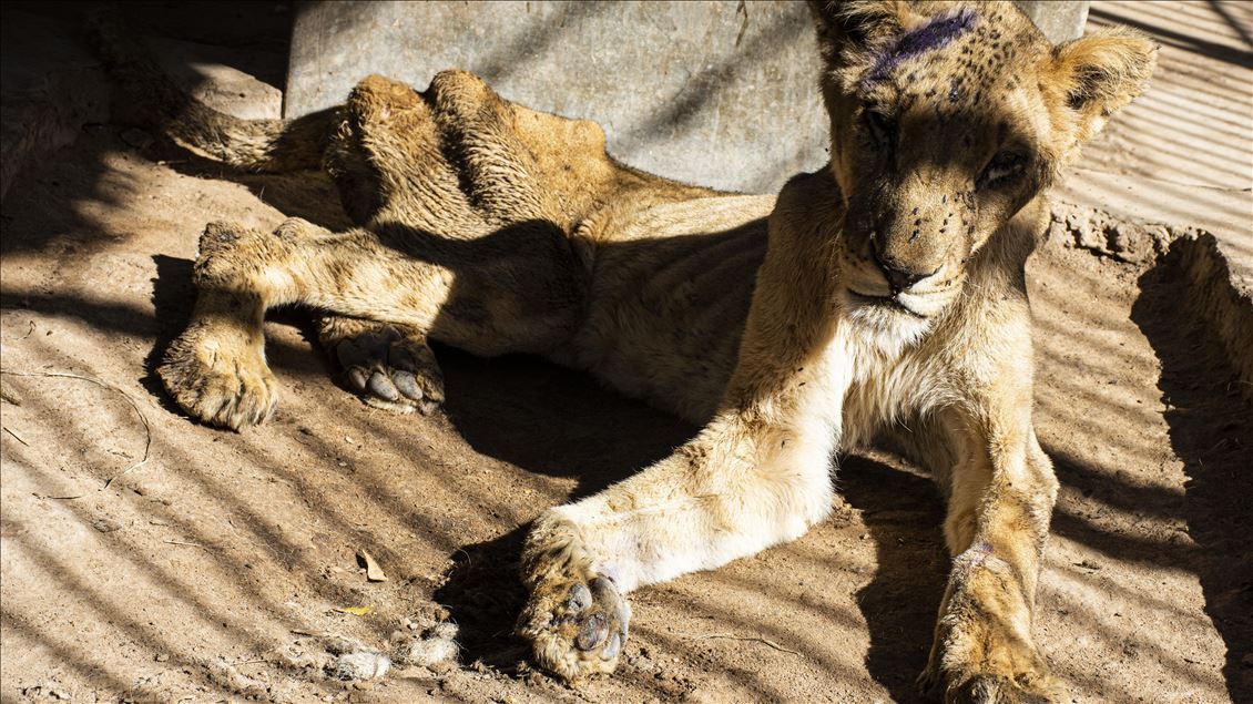 Malnourished lions in Sudan