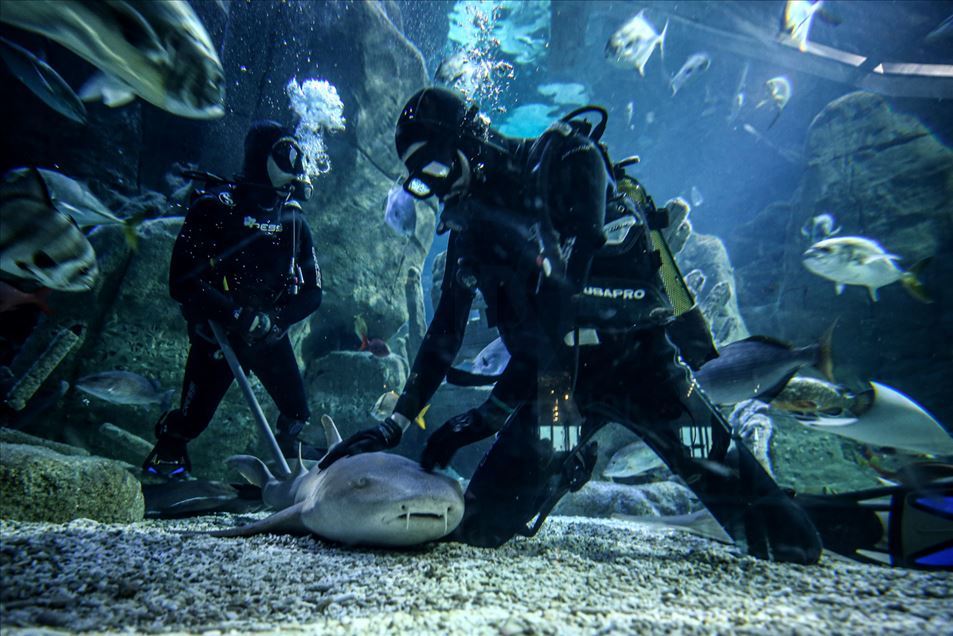 El acuario temático más grande del mundo está en Estambul