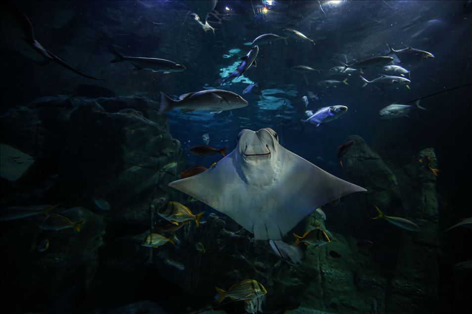 The biggest thematic aquarium in the world in Istanbul