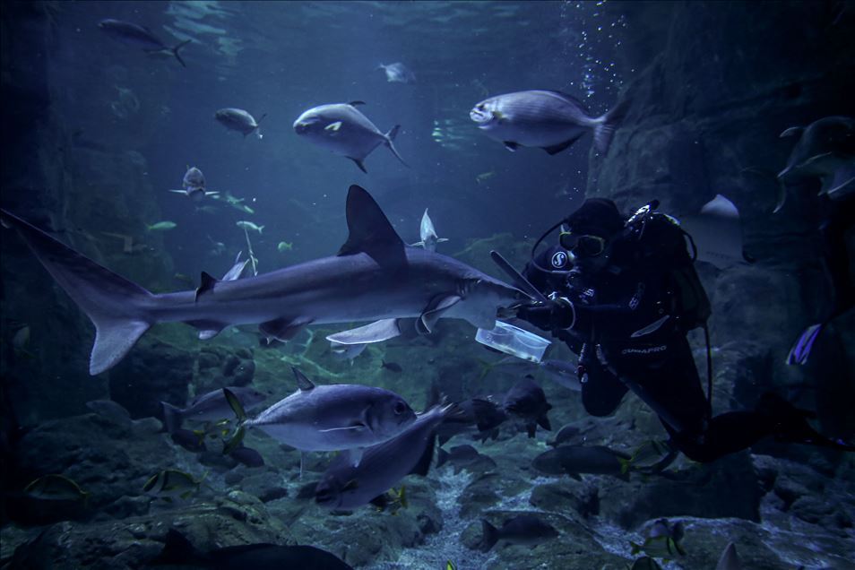 The biggest thematic aquarium in the world in Istanbul