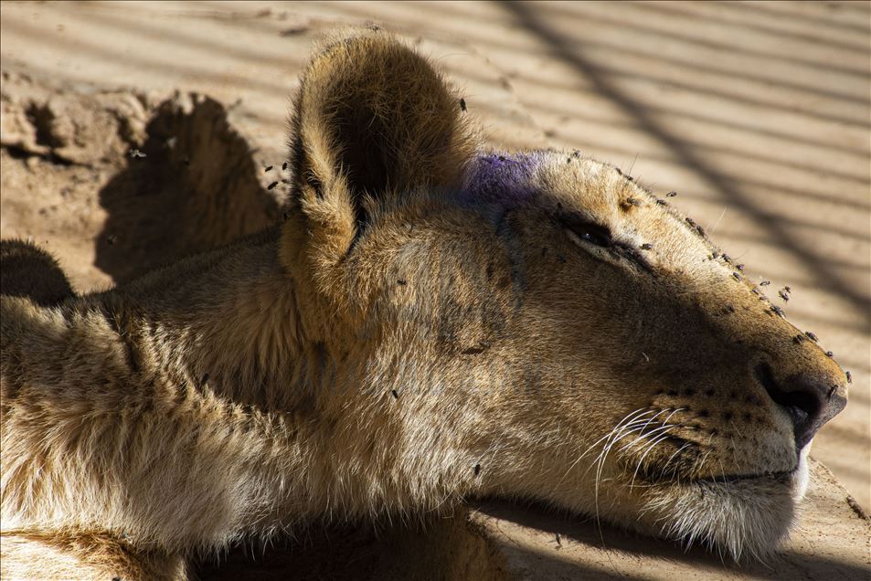 Malnourished lions in Sudan