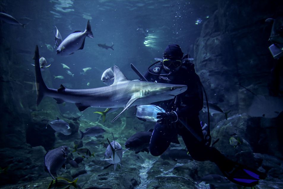 El acuario temático más grande del mundo está en Estambul