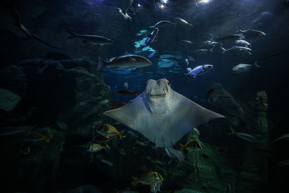 El acuario temático más grande del mundo está en Estambul