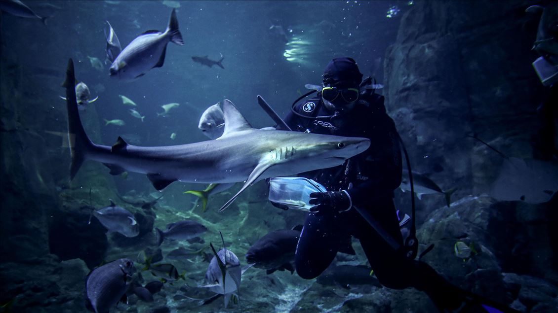 The biggest thematic aquarium in the world in Istanbul
