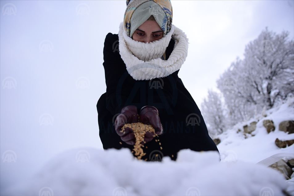 رشتنی دانه‌وێڵه‌ بۆ باڵنده‌ له‌ نێو به‌فردا