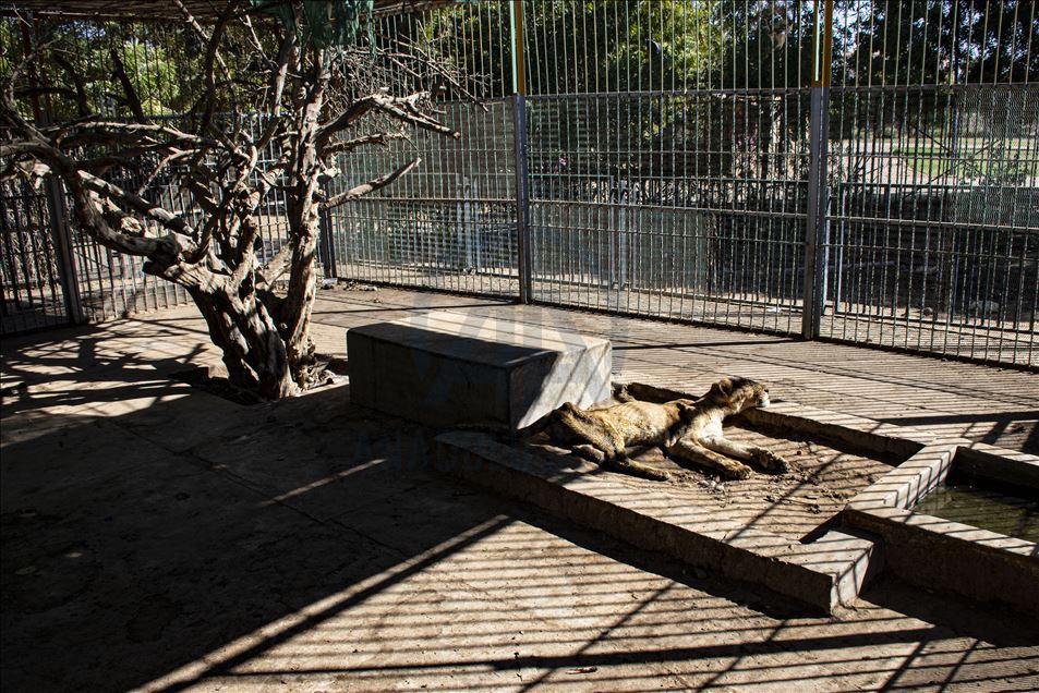 Malnourished lions in Sudan