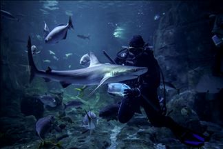 L'aquarium d'Istanbul connaît une forte affluence