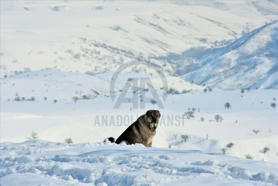 Invierno en Mus de Turquía