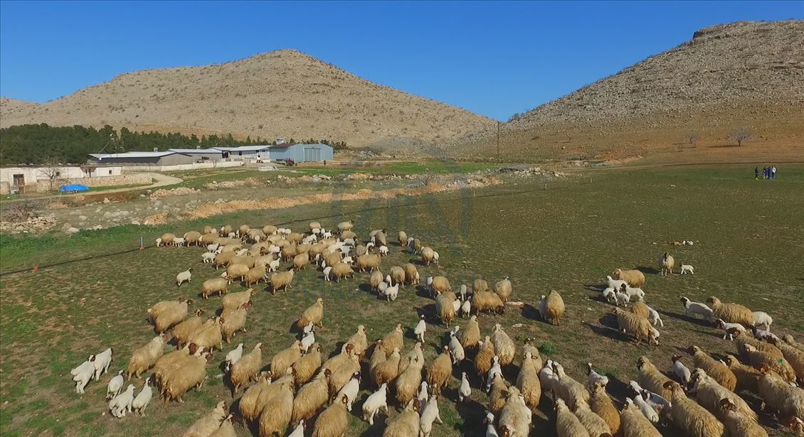 Elit kuzular özenle büyütülüyor