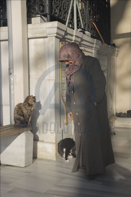 في إسطنبول.. جامع "يحيى أفندي" ملجأ للقطط في فصل الشتاء