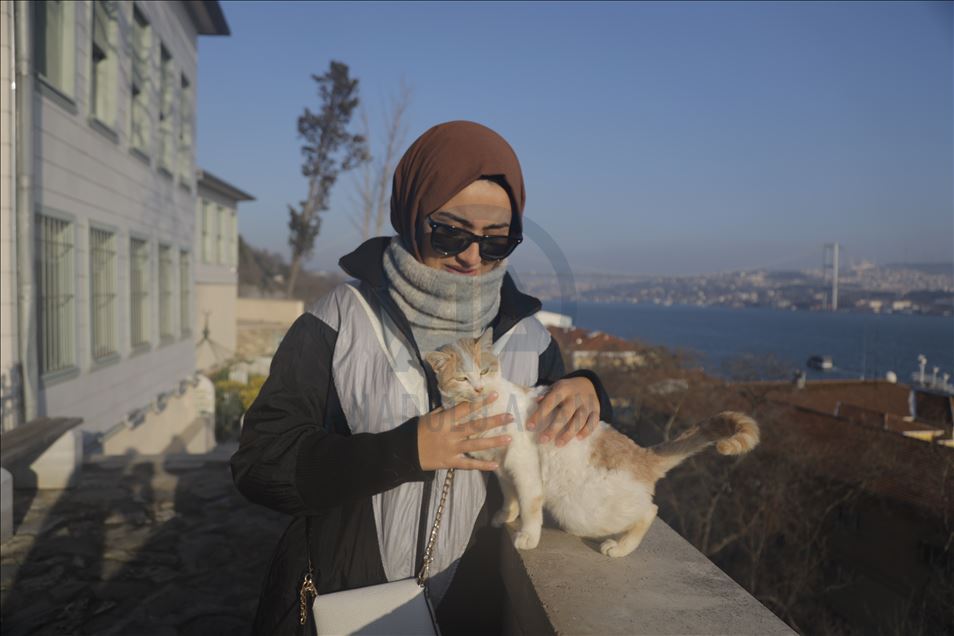 في إسطنبول.. جامع "يحيى أفندي" ملجأ للقطط في فصل الشتاء