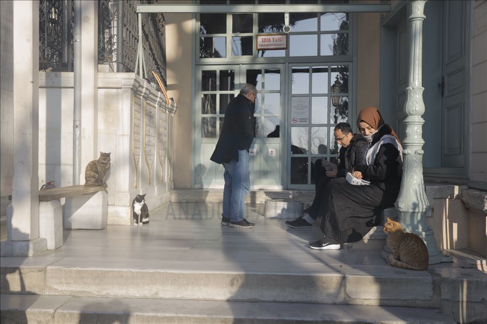 في إسطنبول.. جامع "يحيى أفندي" ملجأ للقطط في فصل الشتاء