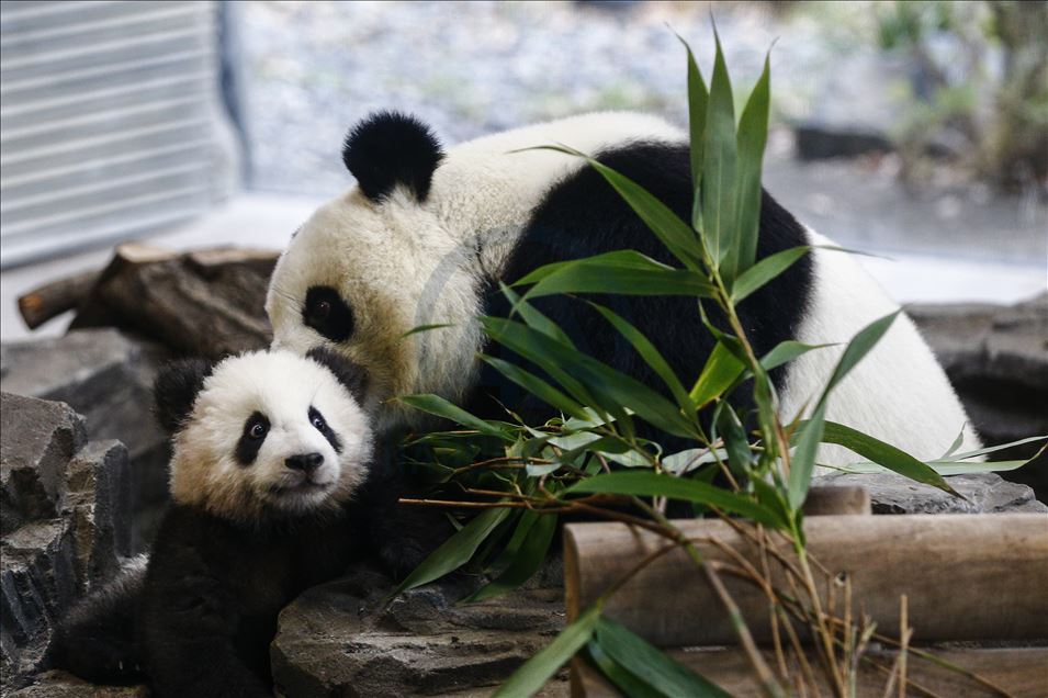 Berlin'de dünyaya gelen ikiz pandalar, anneleriyle basın mensuplarının karşısına çıktı