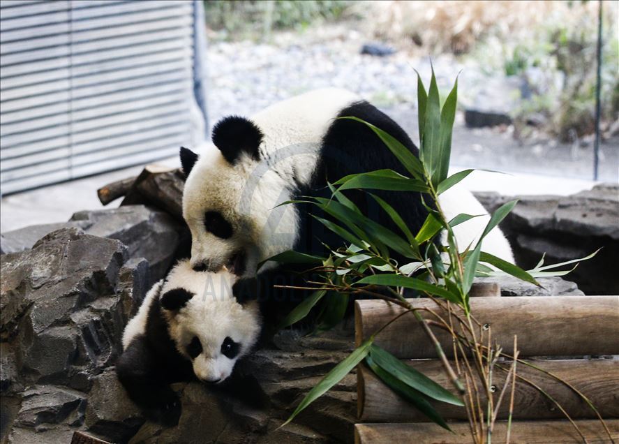 Berlin'de dünyaya gelen ikiz pandalar, anneleriyle basın mensuplarının karşısına çıktı