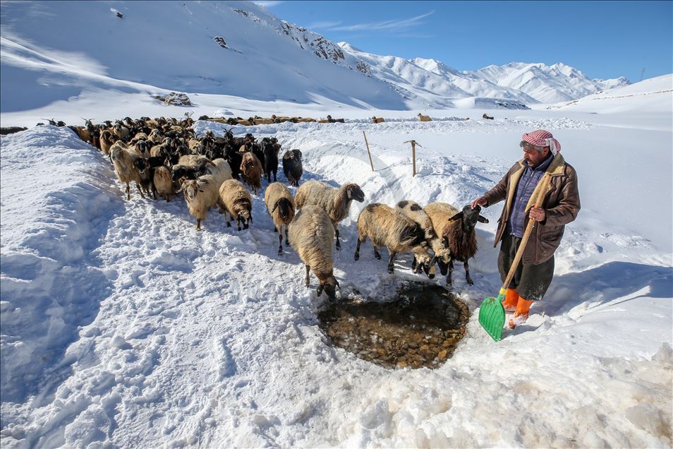 وان.. سەختی ژیانی شوانکاران لە زستان