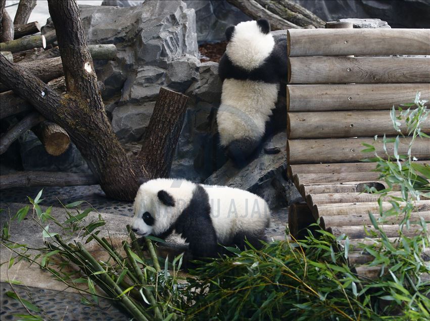 Панды-близнецы вышли в свет 
