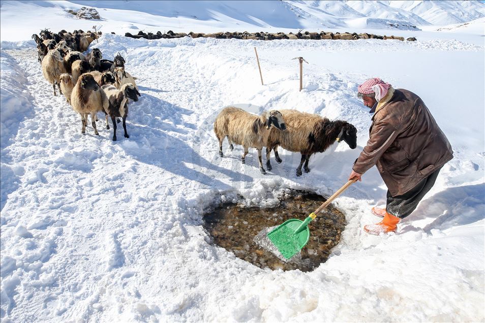 وان.. سەختی ژیانی شوانکاران لە زستان