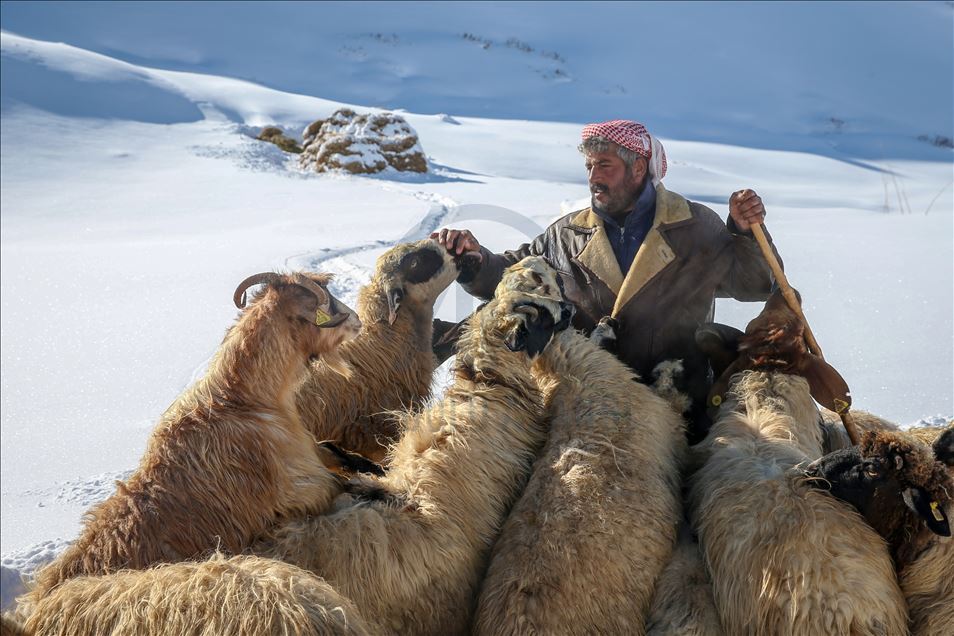 وان.. سەختی ژیانی شوانکاران لە زستان