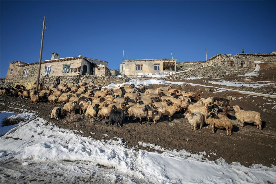 وان.. سەختی ژیانی شوانکاران لە زستان
