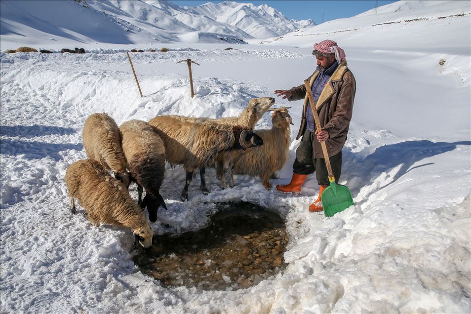 وان.. سەختی ژیانی شوانکاران لە زستان
