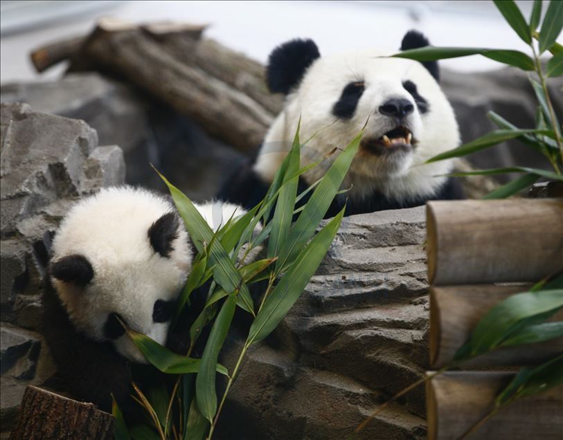 Панды-близнецы вышли в свет 
