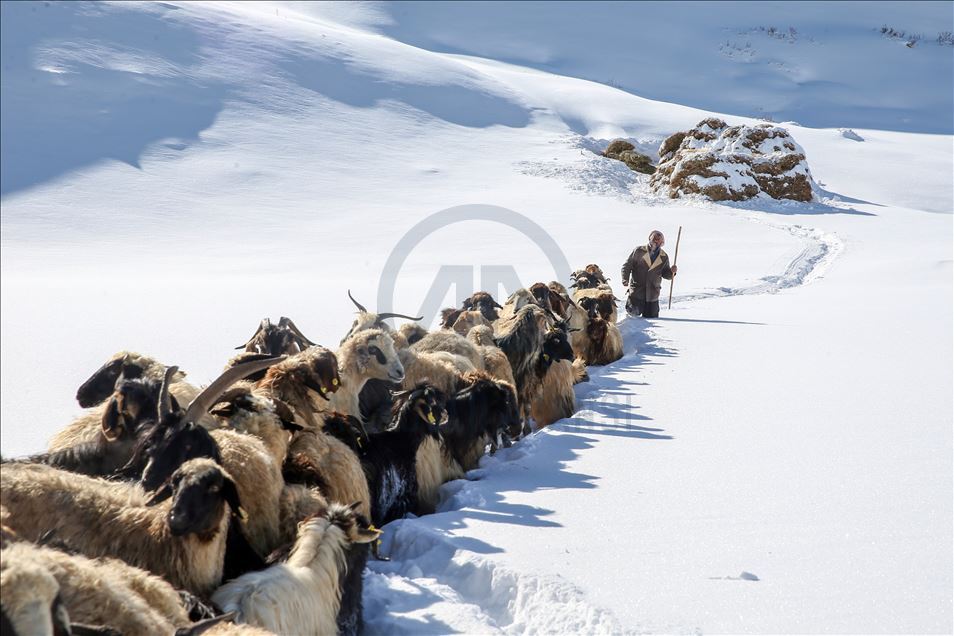 وان.. سەختی ژیانی شوانکاران لە زستان