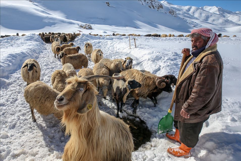 وان.. سەختی ژیانی شوانکاران لە زستان
