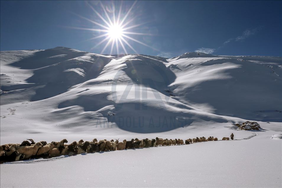 وان.. سەختی ژیانی شوانکاران لە زستان