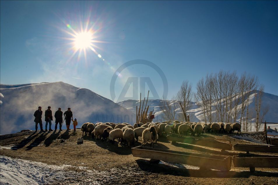 وان.. سەختی ژیانی شوانکاران لە زستان