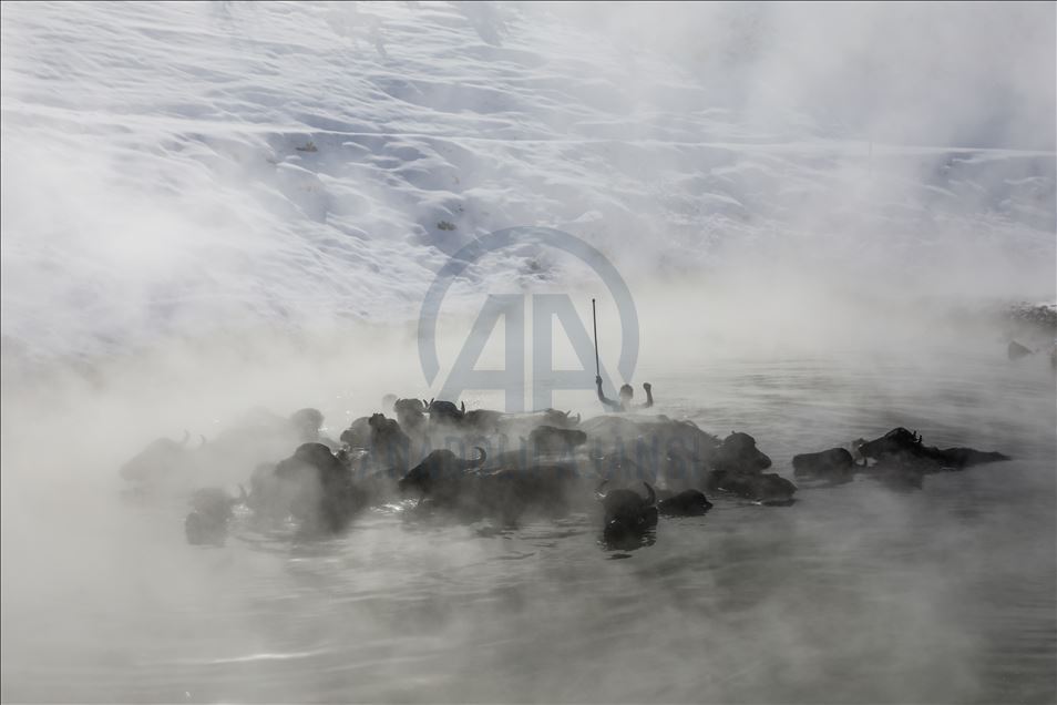 Water buffalos washed in thermal spring in Bitlis