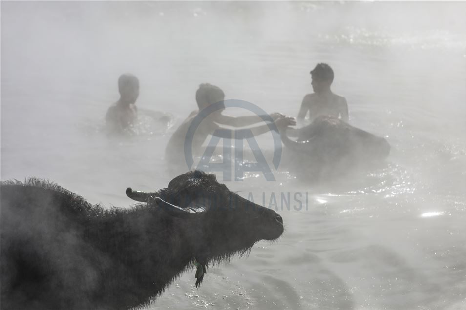 Water buffalos washed in thermal spring in Bitlis